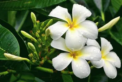 é›žè›‹èŠ± jigsaw puzzle