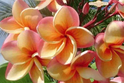 é›žè›‹èŠ± jigsaw puzzle