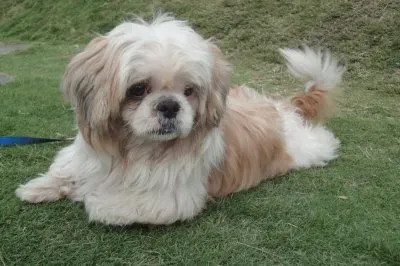 å¯¶è²è¥¿æ–½çŠ¬ jigsaw puzzle