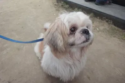 å¯¶è²è¥¿æ–½çŠ¬ jigsaw puzzle