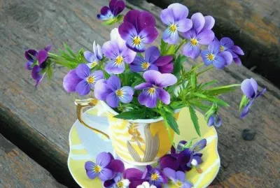 Violer jigsaw puzzle