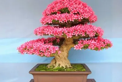 Bonsai jigsaw puzzle