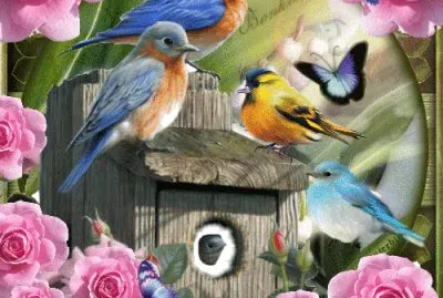 Birds