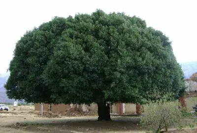 El arbol de la quinina