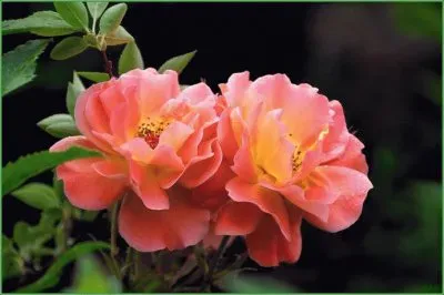 æœˆå­£èŠ± jigsaw puzzle