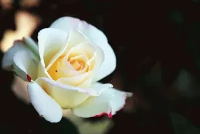 æœˆå­£èŠ± jigsaw puzzle