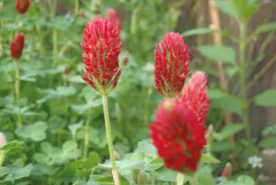crimson clover