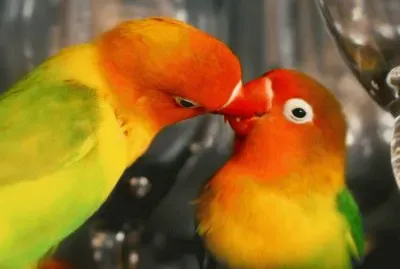 æ„›æƒ…é³¥(ç‰¡ä¸¹é¸šéµ¡) jigsaw puzzle