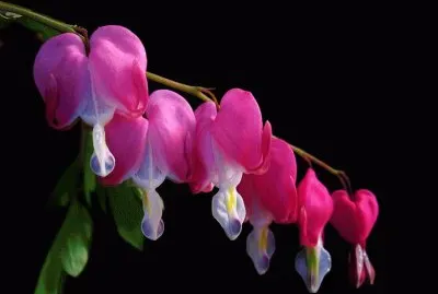 è·åŒ…ç‰¡ä¸¹å¿ƒ jigsaw puzzle