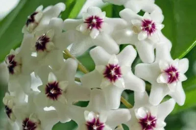 çƒçƒè˜­ jigsaw puzzle