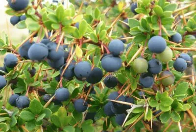 פאזל של calafate