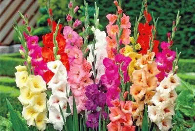 gladiolos