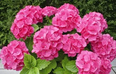 פאזל של hortensias