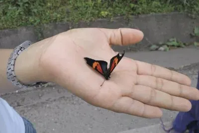 Mariposa