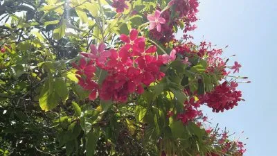 פאזל של flowers