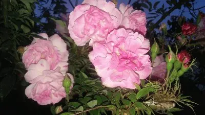 flowers jigsaw puzzle