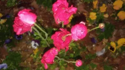 flowers jigsaw puzzle