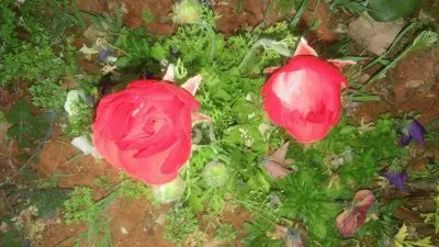 flowers jigsaw puzzle