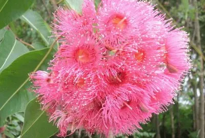 æ¡‰æ¨¹èŠ± jigsaw puzzle