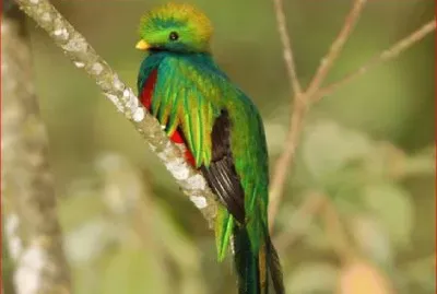 QUETZAL