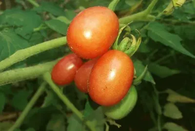 פאזל של Tomate maduro