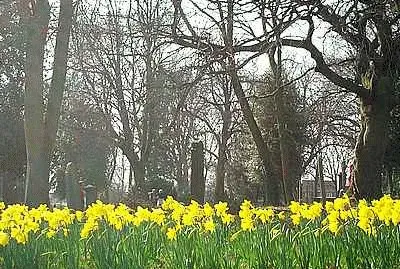 Daffodils at Stanton Rd Cemetery