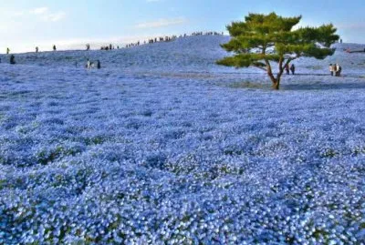 todo paisaje jigsaw puzzle