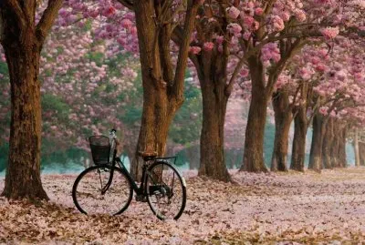 disfrutar jigsaw puzzle