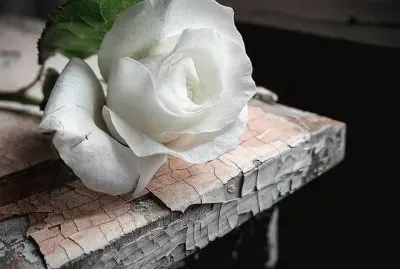 todo paisaje jigsaw puzzle