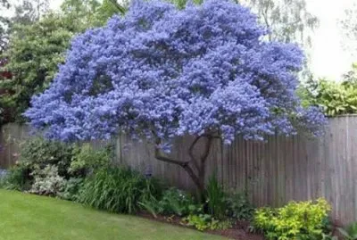 todo paisaje jigsaw puzzle