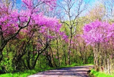 spring-163 jigsaw puzzle