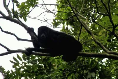 Howler Monkey