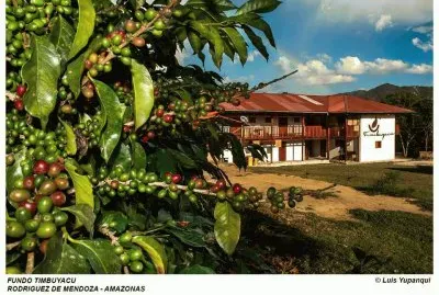 Timbuyacu