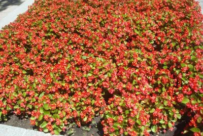 פאזל של flores naranjas