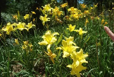 flores amarillas