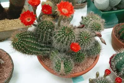 echinopsis ancistrophora