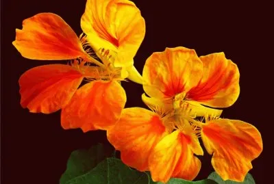 æ—±é‡‘è“® jigsaw puzzle