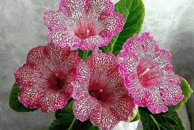 å¤§å²©æ¡èŠ± jigsaw puzzle