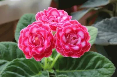 å¤§å²©æ¡èŠ± jigsaw puzzle