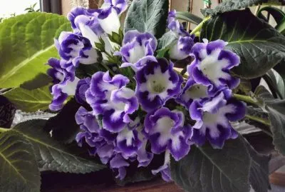 å¤§å²©æ¡èŠ± jigsaw puzzle