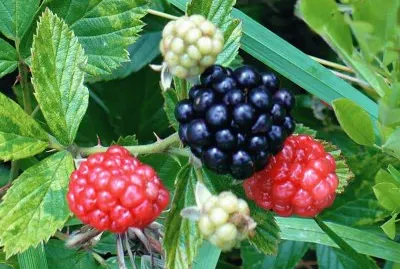 Wild berries
