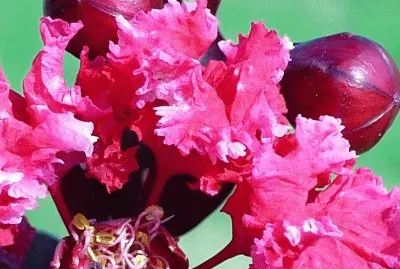 Bright pink crepe myrtle