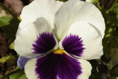 Pansy2 jigsaw puzzle