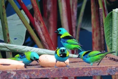 Pássaros Multicoloridos