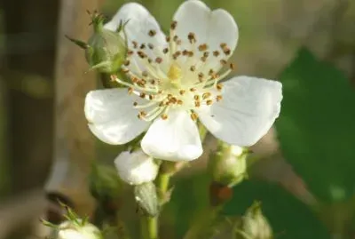 White wild rose1