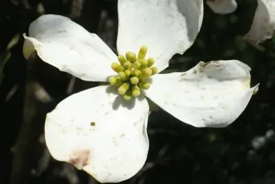 Dogwood1