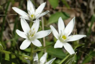 Small white wildflowers