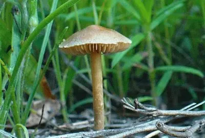 Little mushroom