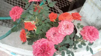 flores jigsaw puzzle