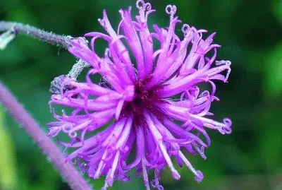 Ironweed flower